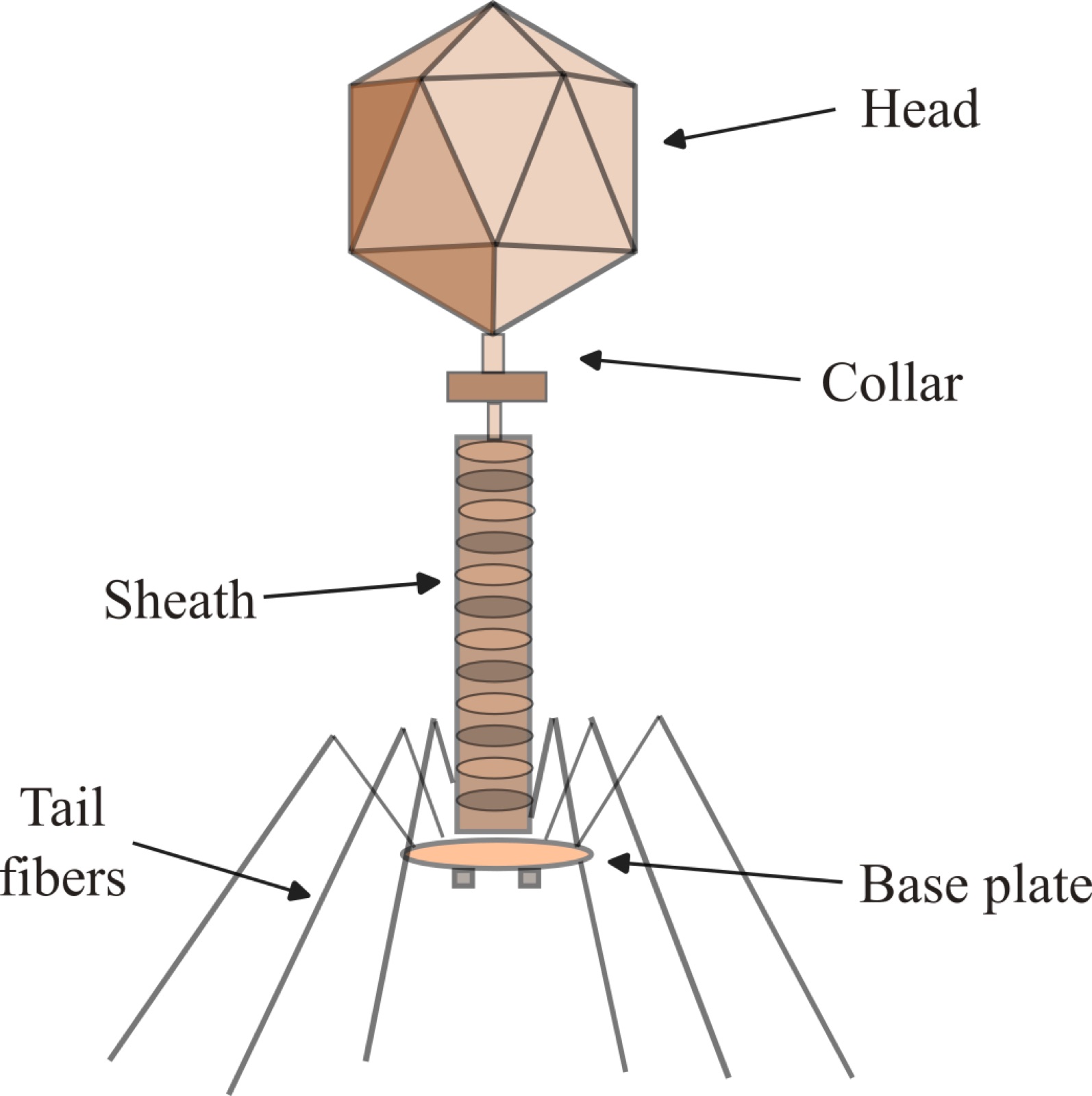 Diagram showing the structural constituents of a bacteriophage.